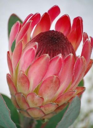 PROTEA SYLVIA 50